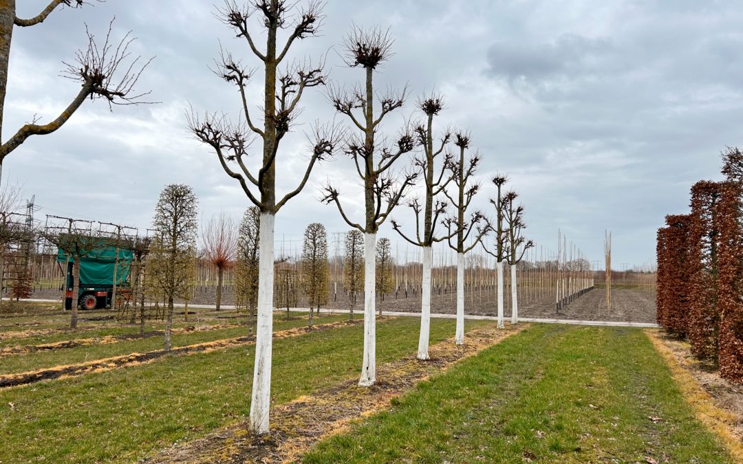 Bescherm de boombast tegen de zon